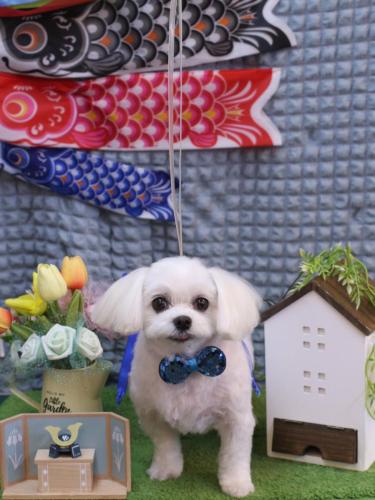 20230530サクラちゃん